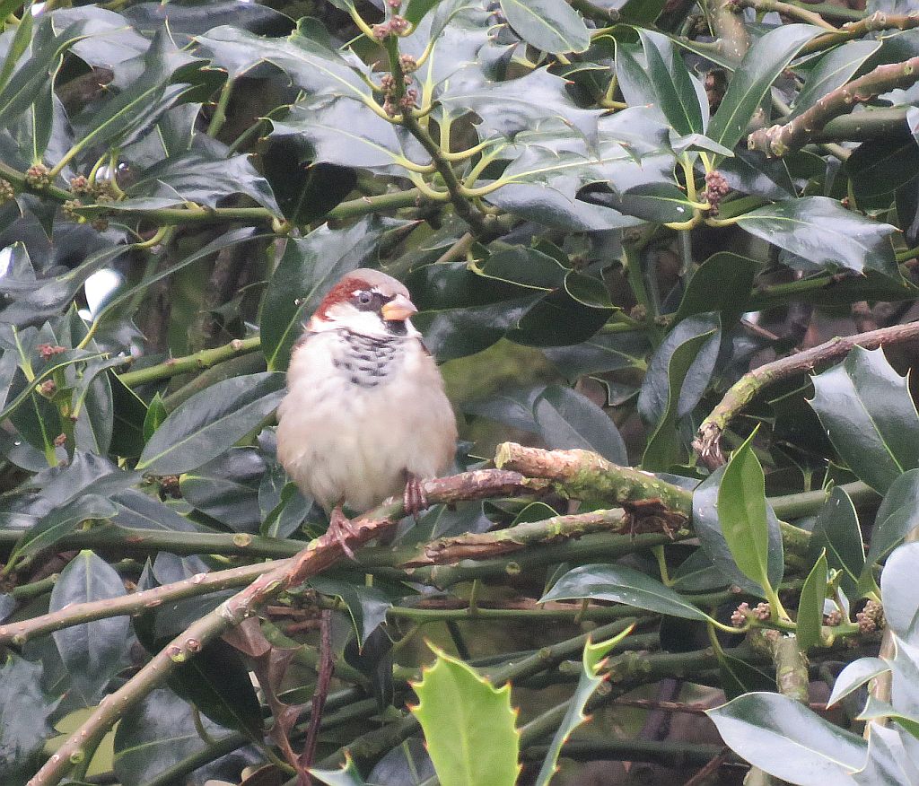 Male House Sparrow 